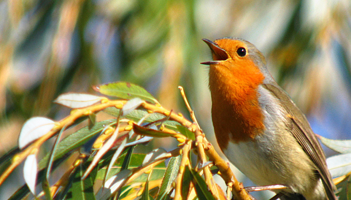 Ça chante à la réserve !